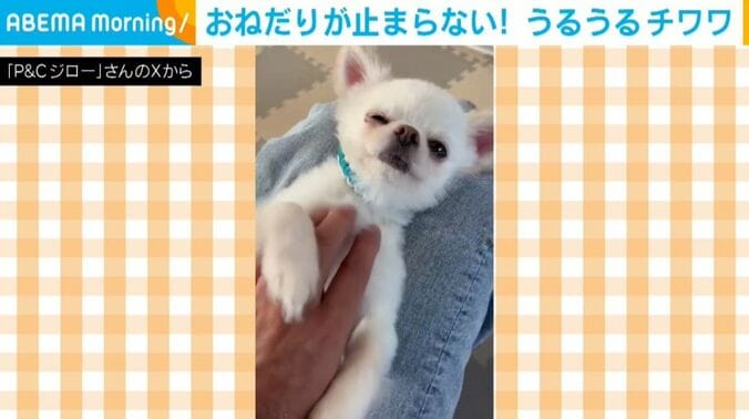 チワワのちろくん