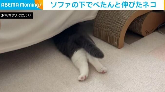 猫のおもちちゃん