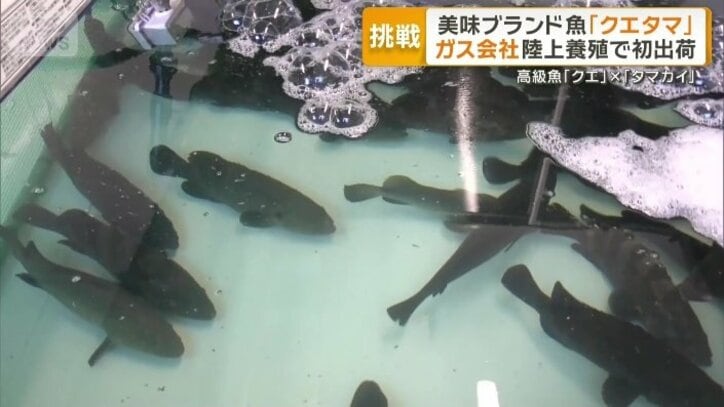 水温管理が重要な陸上養殖
