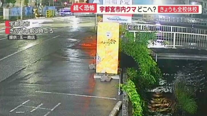 川をのぞき込むクマ