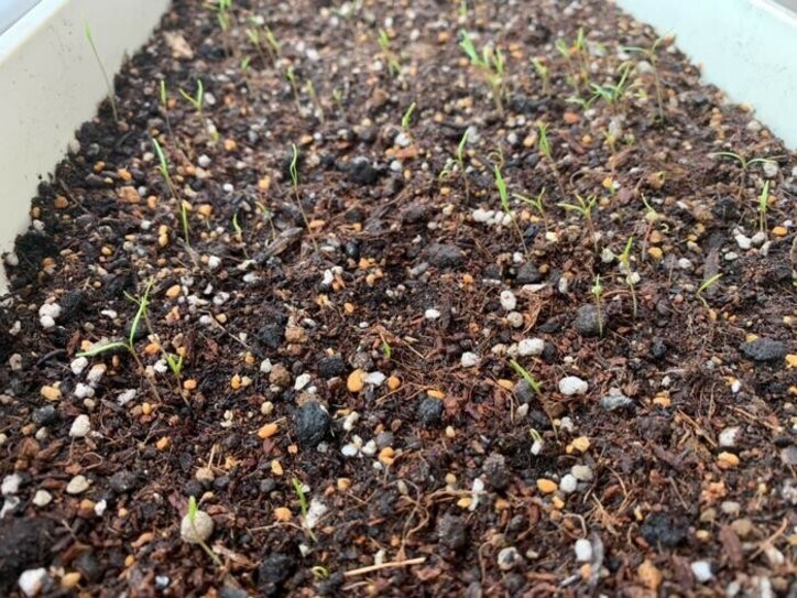  ホラン千秋、今年も始めたベランダ菜園の様子を公開「いっぱい芽が出ててうれしい」 
