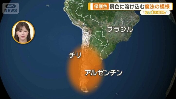 南アメリカやアルゼンチン周辺に生息