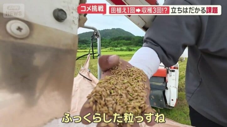 収穫した新米