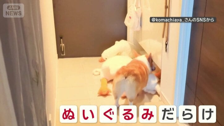 繰り返し運び…ぬいぐるみだらけに！