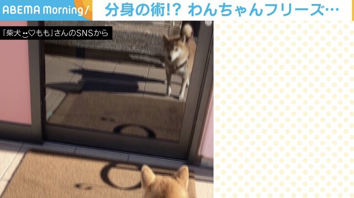 “何体もの自分”が現れフリーズする柴犬 分身の術のような状況に「忍びの術師」「ガン見してて可愛いな」の声