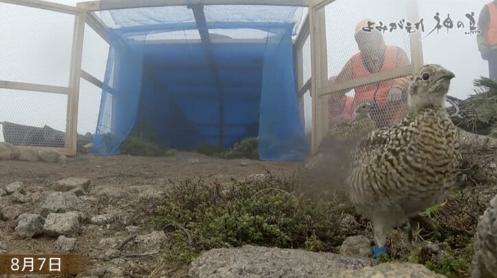 人を恐れない“神の鳥”をどう守り抜く？ ニホンライチョウ「復活作戦」が始動！