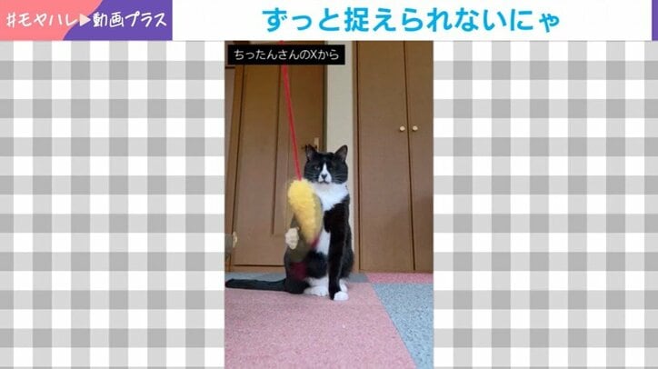 猫の助六くん