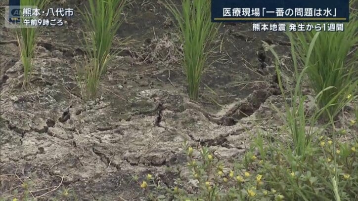 田んぼ