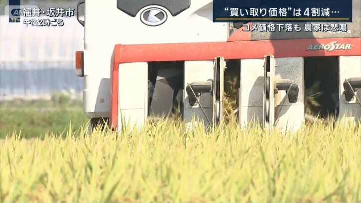 新米の稲刈り