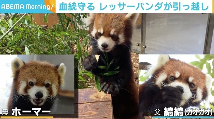 貴重な血統を守るため 日本平動物園のレッサーパンダ れいか が親元を離れ引っ越し 国内 Abema Times
