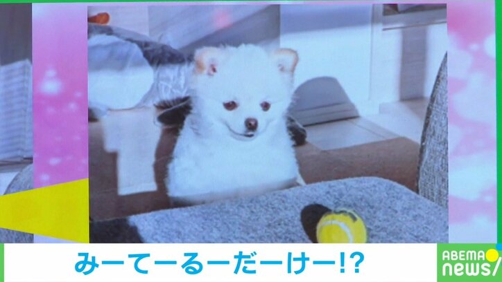 もっと分かりやすく誘って! ボールを見つめる犬の “哀愁漂う”かまってアピールに「不器用」「可愛すぎる!!」絶賛の声