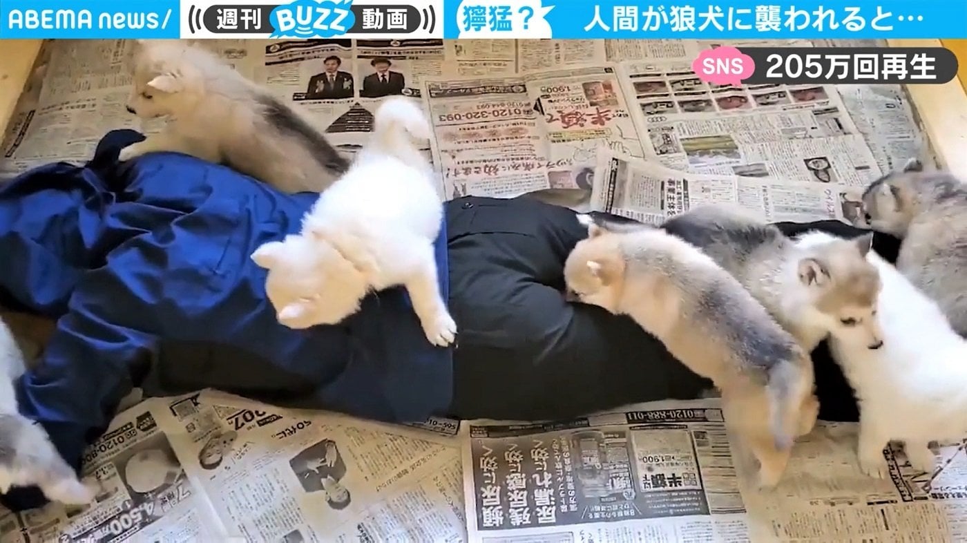 人間が狼犬に襲われるとこうなる と投稿された動画が0万回再生超え 私も襲われたい ネットで話題 国内 Abema Times