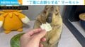 キャベツを差し出すと…“丁重にお断り”するマーモットが話題「結構嫌がってるw」「人間入ってる?」