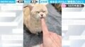 「迷惑顔w」指を近づけ…静電気が発生した“マンチカンのリアクション”に「めっちゃいい音したww」「猫ちゃんも眉間にしわ寄るんだ」