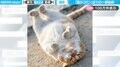 地域猫のリラックスタイム！ゴロンするまでの一部始終に「一瞬の輝きを逃さない！さすが写真家」と反響