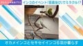 ミラクル!? 「豆苗浴び」をするインコたちの姿に飼い主思わず「100羽乗っても大丈夫」!?
