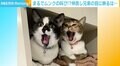 「最高の表情」「シンクロしすぎ笑」 兄弟猫の“完全に一致”ショットが話題