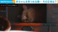 じ〜っと赤ちゃんを見つめる2つの瞳・・・!弟が泣かないか見守る猫に「癒しの極み」「こっそり見守り隊」と反響続々