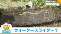 【映像】用水路をシャーーーッ！っと流れる野生のアオダイショウ