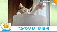 【映像】キャットタワーのてっぺんから破壊力抜群なサービスショットを連発させる猫