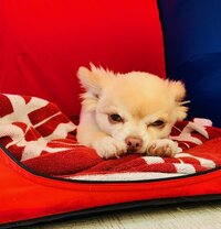 坂上忍『復旧がまた延びちゃった』