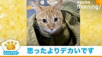 子ども用ズボンから出てくる猫の大きさに驚きの声