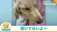 ｢にゃんですか」天国と地獄編