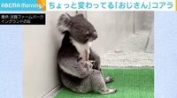 【映像】だいち君の“よっこいしょ”&コアラらしからぬ姿も