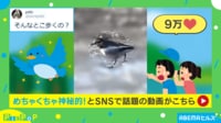【映像】波打つ湖の上を優雅に歩く鳥