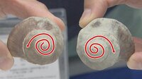 1万個に1つ！ 左巻きのツブ貝