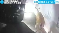 カメラが捉えた!話題の動画ニュース【月~金 更新】 -  - 住居に「強盗侵入」 意外な犯人の正体は (19日配信) | 動画視聴は【Abemaビデオ(AbemaTV)】