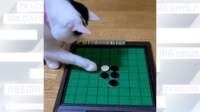 【映像】オセロのコマをはじき出す猫
