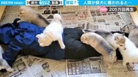 「人間が狼犬に襲われるとこうなる」と投稿された動画が200万回再生超え 「私も襲われたい!」ネットで話題 【ABEMA TIMES】