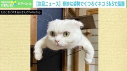 クレーンのアーム、タランチュラに変化？ 奇妙な姿勢でくつろぐネコが話題