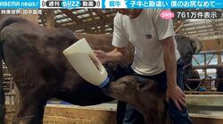 畜産農家の男性が子牛にミルクをあげていると…勘違いした親牛のやさしすぎる行動に反響「微笑ましい」