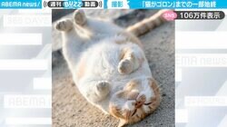 地域猫のリラックスタイム！ゴロンするまでの一部始終に「一瞬の輝きを逃さない！さすが写真家」と反響