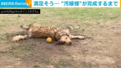 “悲劇の始まり”は水遊び… 公園で豪快に遊ぶ犬の無邪気な姿が話題 「泥んこアイドル」「声出して笑ったw」
