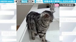 「仕組み理解してるw」自動水栓で頭濡らしながら水を飲む猫に「新鮮なお水美味しいものね」「ししおどしみたいになっとる笑」