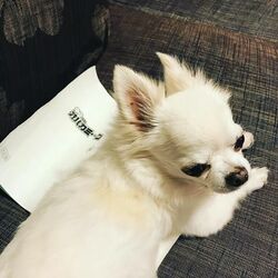 俳優兼プロ雀士の萩原聖人、映画「打姫オバカミーコ」出演に「人生初の本格麻雀作品」と喜び