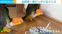 「息ぴったりやね」 うちわで遊んでいたインコ2羽が“バサッ” 「シンクロ率半端ない」の声