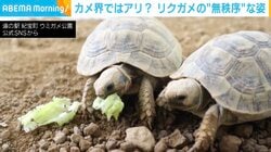 人間界では許されない…リクガメの“無秩序”な行為に「君のものは僕のものw」「世の中甘くない…」など反響