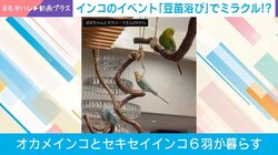 ミラクル!? 「豆苗浴び」をするインコたちの姿に飼い主思わず「100羽乗っても大丈夫」!?