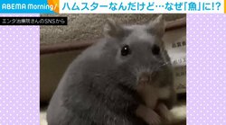 ハムスターなんだけど…スマホのカテゴライズが“予想斜め上”すぎると話題 「『え？』て表情がまたイイ」