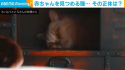 じ〜っと赤ちゃんを見つめる2つの瞳･･･！弟が泣かないか見守る猫に「癒しの極み」「こっそり見守り隊」と反響続々