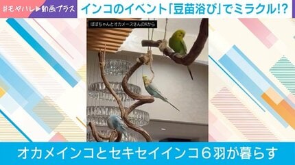 ミラクル!? 「豆苗浴び」をするインコたちの姿に飼い主思わず「100羽乗っても大丈夫」!?