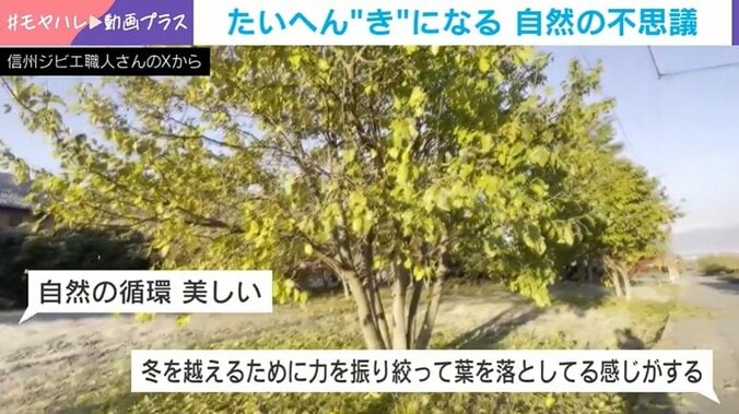 一斉に葉を落とす桑の木