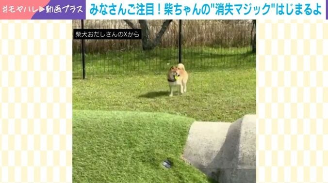 柴犬・おだしくん