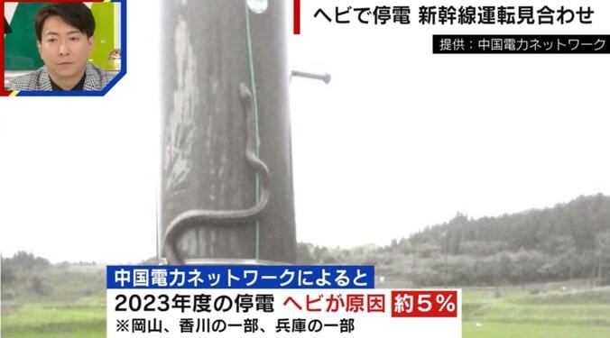 【写真・画像】“ヘビ” が原因で新幹線が運転見合わせ…なぜ架線に絡む？「電線に巣を作った鳥の卵を狙う」　1枚目
