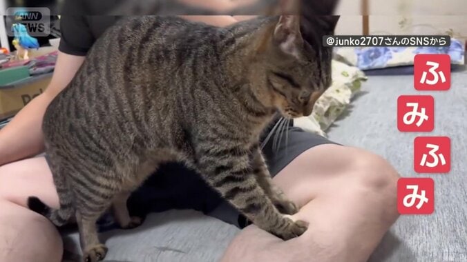 飼い主さんのふくらはぎをふみふみ