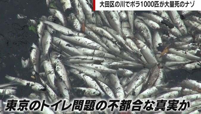 「東京の下水は日常的に河川に垂れ流し」区議が警鐘 水質汚濁で遷都を検討する世界の事例も 1枚目